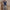 Navy Blue Floral Maxi Dress - Long Sleeve Round Neck Belted A-Line