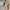 Plus Size Women's Hooded Sweater - Semi-Sheer Tassel Pullover, Machine Washable Long Sleeve Fall/Winter Top