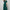 Green V-Neck Wide-Leg Jumpsuit for Women with Ruffle Sleeves & Tie Waist – Lightweight Polyester, Machine Washable, Spring/Summer