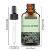 Natural Eucalyptus Essential Oil 1.01 oz (30 ml) – Moisturizing Multi-Purpose Oil for Skin, Hair & Massage