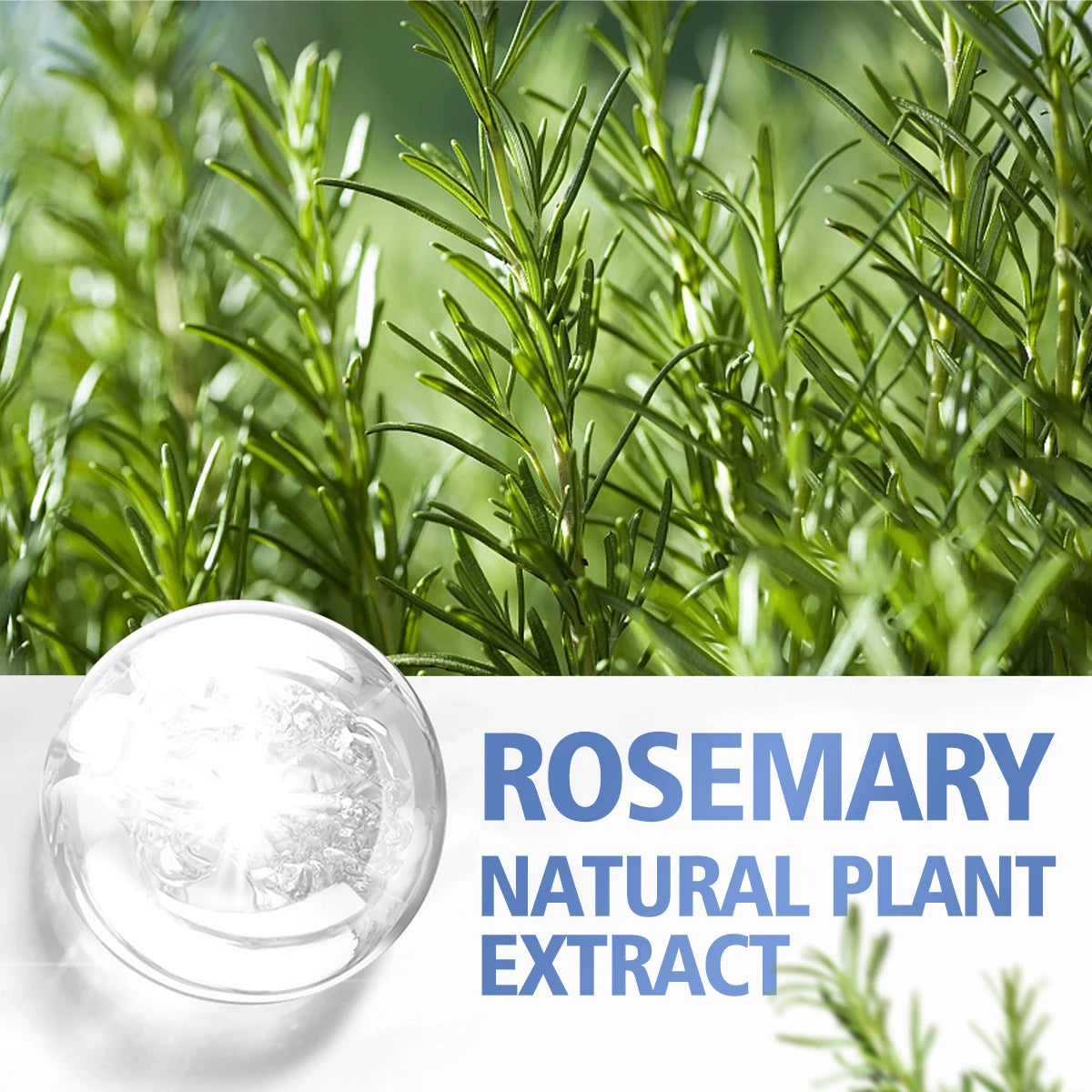 Rosemary Essential Oil for Hair & Scalp - Pure Oil for Scalp Massage, Hair Growth & Skin Care
