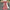 V-Neck Dolman Sleeve Polka Dot High-Waist Wide-Leg Jumpsuit for Women