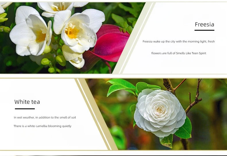 10ml (0.34 fl oz) Water-Soluble Essential Oil for Aroma Diffusers — 17 Scents (Lavender, Rose, Eucalyptus, White Peach, Oolong, Ocean)