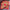 Polyester Satin-Look Square Scarf 70 x 70 cm (27.6 x 27.6 in), Cat Print Headscarf, Neck Wrap, Bandana for Women
