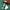 Natural Resin Gua Sha and Facial Roller - Massager for Face, Neck & Eyes