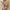Women's Floral V-Neck Ruffle Batwing Sleeve Bohemian Mini Dress - Loose Summer Beach Vacation Sundress