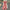 Women's Bohemian Polka Dot V-Neck Wide Leg Jumpsuit with Dolman Sleeves and High Waist