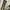 Women's Tulle Mesh Long Sleeve Sheer Blouse Moon Flocked Y2K Top