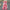 V-Neck Dolman Sleeve Polka Dot High-Waist Wide-Leg Jumpsuit for Women