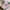 Twill Silk Square Scarf 90 x 90 cm (35.4 in) - Floral & Letter Print Women's Neck Kerchief Wrap